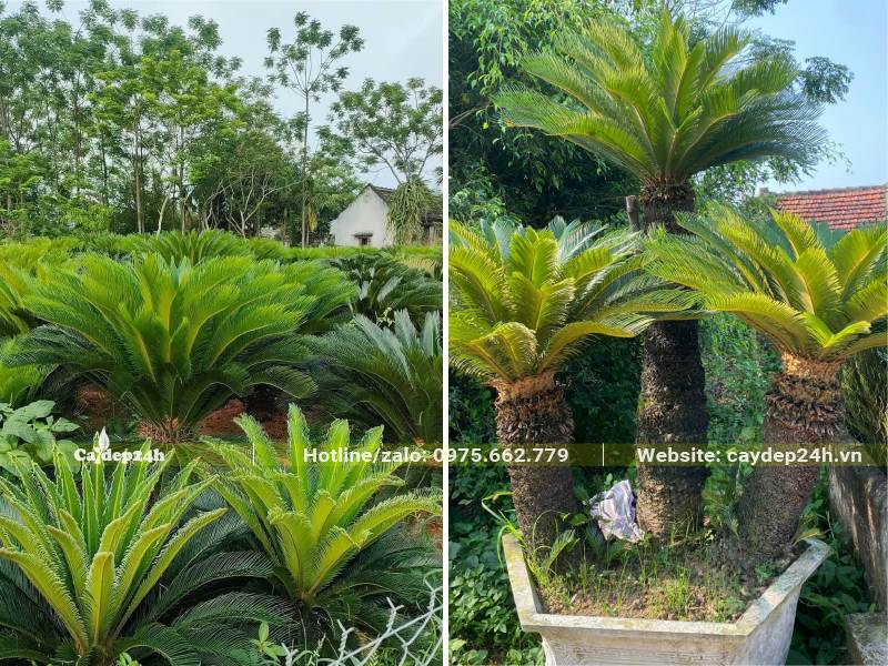 Vườn trồng và dưỡng số lượng lớn Vạn Tuế trưởng thành