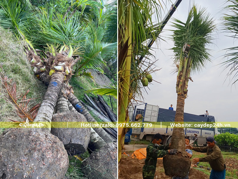 Cẩu đưa lên xe những cây dừa công trình lóng thân 2m, đường kính bầu 70cm