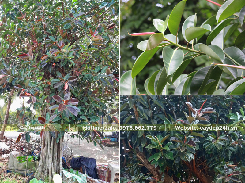 Vẻ đẹp của Cây Đa Búp Đỏ được thể hiện qua bộ tán dày, màu sắc độc đáo và vẻ đẹp xanh tươi quanh năm