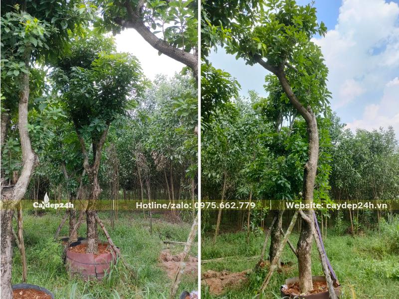 Vườn dâm ủ số lượng lớn cây Lộc Vừng trong bầu nổi, đường kính gốc khoảng 18 - 20cm