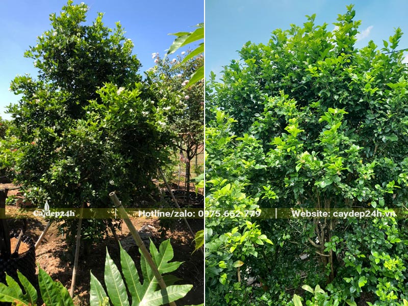 Cây hoa Nguyệt Quế cao gần 2m