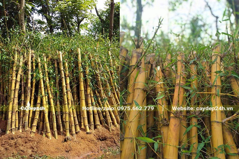 Dâm ủ cây Tre Vàng công trình