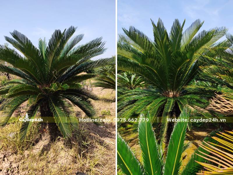 Vườn trồng số lượng lớn cây Vạn Tuế lâu năm, lóng thân cao 40 - 50cm