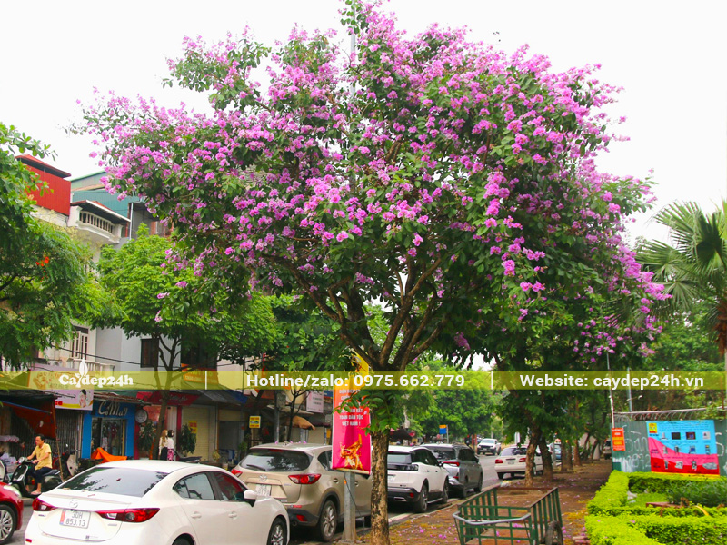 Bằng lăng trồng vỉa hè đường phố đẹp