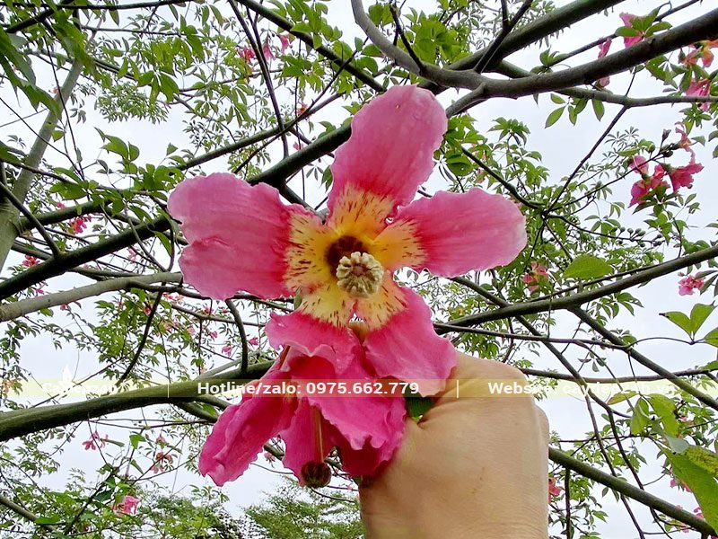 Chùm Hoa Mỹ Nhân khoe sắc