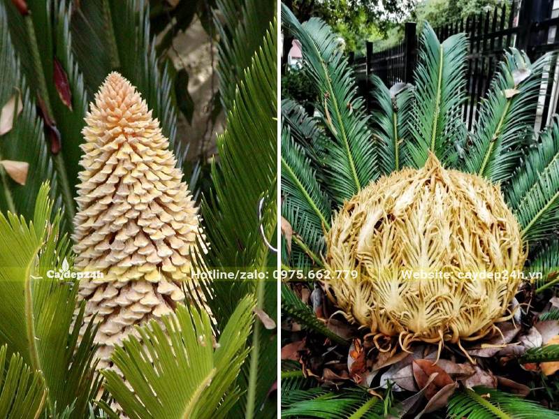 Hình dáng hoa đực và hoa cái của cây Vạn Tuế