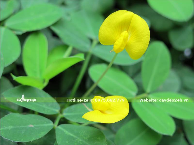 Hình dáng bông hoa Cỏ Lá Lạc