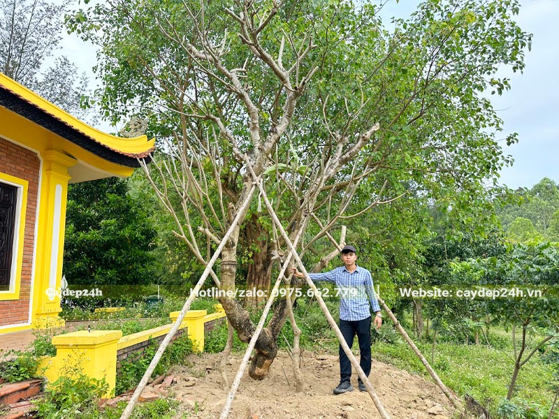 Cây Đại cổ thụ đường kính gốc 20 - 25cm đã được trồng và chống cẩn thận