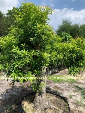 Cây Hồng Xiêm bonsai, gốc cổ thụ, chiều cao khoảng gần 2m