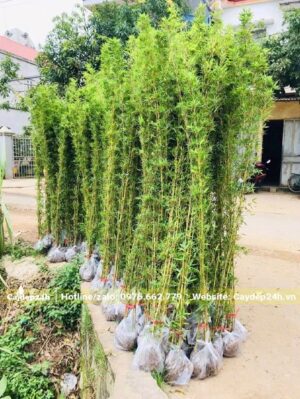 Hơn 20 túi Trúc Quân Tử cao 2m, mỗi túi xếp 10 cây