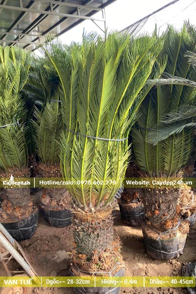 Hàng chục cây Vạn Tuế cảnh công trình thân cao 30cm
