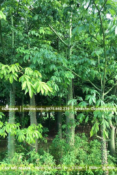 Vườn trồng và bán cây Mỹ Nhân công trình đẹp, sạch bệnh, đủ kích thước to nhỏ khác nhau