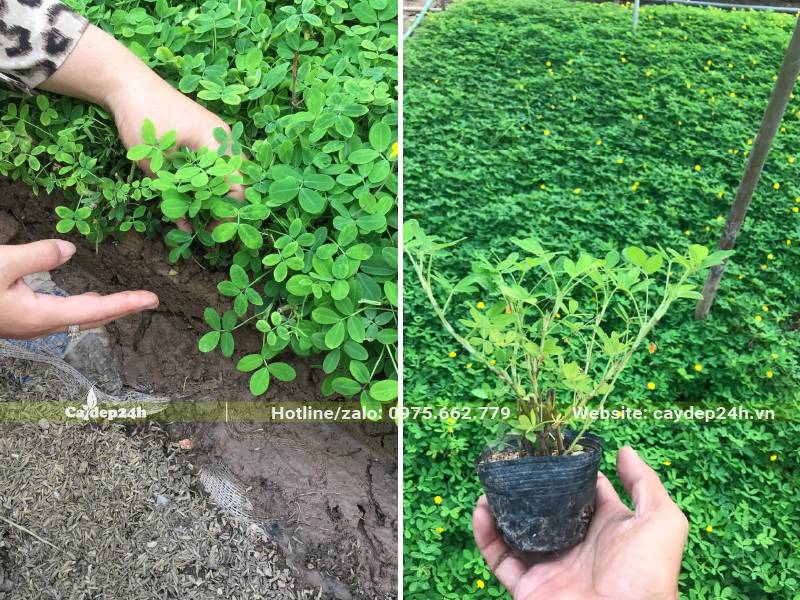 Kiểm tra trình trạng cây cỏ lá lạc ươm sẵn trong bầu