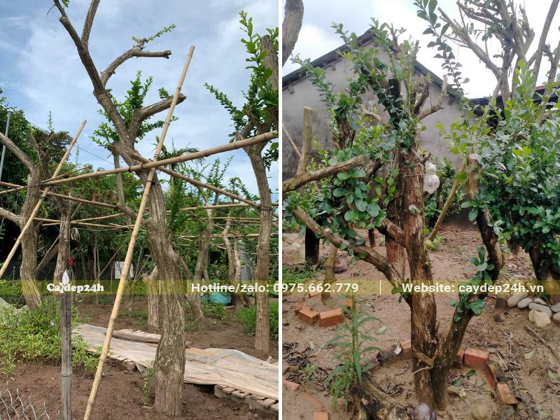 Những cây Đào Tiên cổ thụ mới trồng, đường kính gốc từ 25cm trở lên