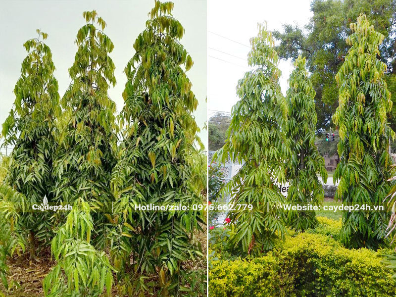 Thiết kế và trồng cây Hoàng Nam công trình tại dải phân cách đường phố