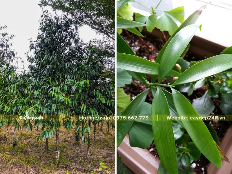 Kim Giao trưởng thành, cây cao 2 - 2,5m