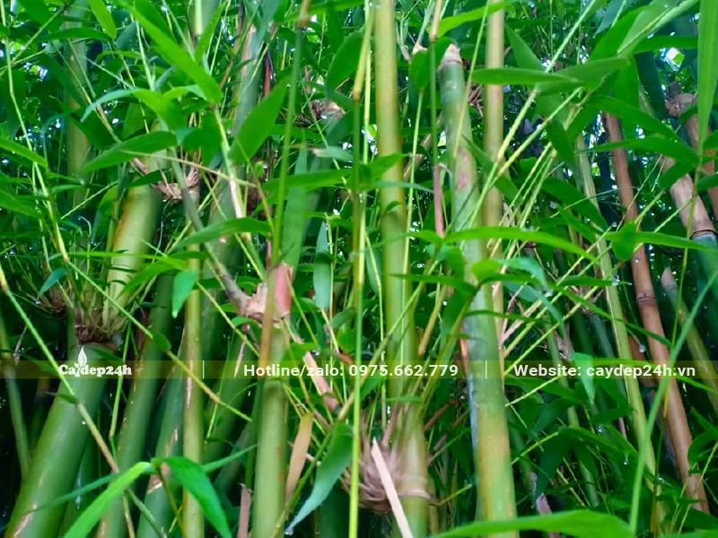 Thân và lá Trúc Cần Câu xanh mướt vị trí gần các đốt có màu xanh vàng nổi bật