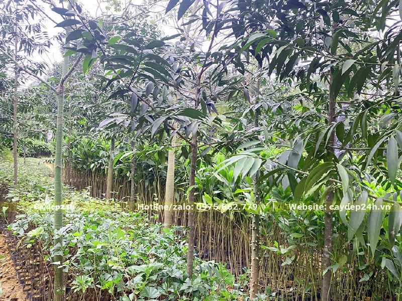 Vườn Kim giao công trình trồng lâu năm, đk gốc từ 5 - 7cm
