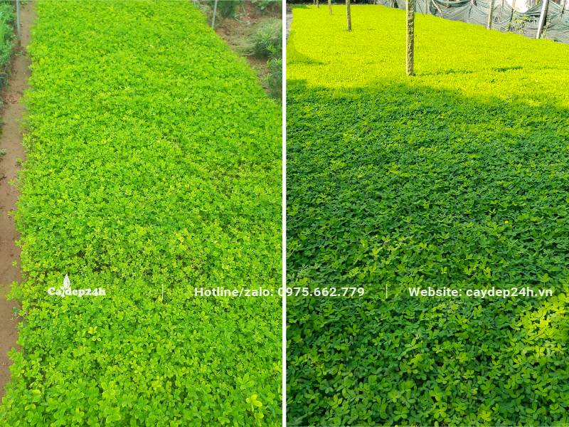 Luống Cỏ Lạc dài, rộng 1m2 với hàng nghìn gốc