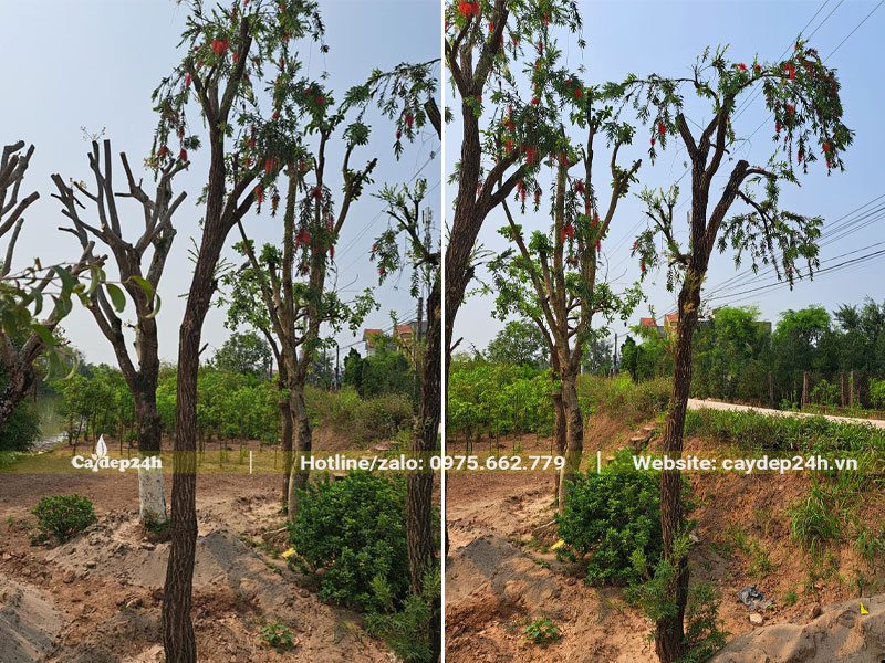 Dâm ủ cây hoa Liễu Đỏ công trình đk thân khoảng 10 - 12cm