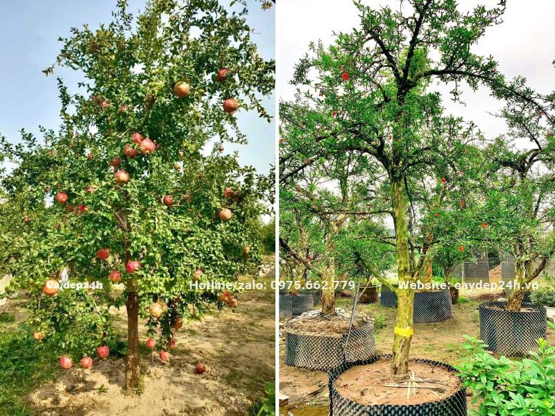 Dâm ủ cây Lựu lâu năm, chiều cao khoảng 3m, đường kính thân 12cm