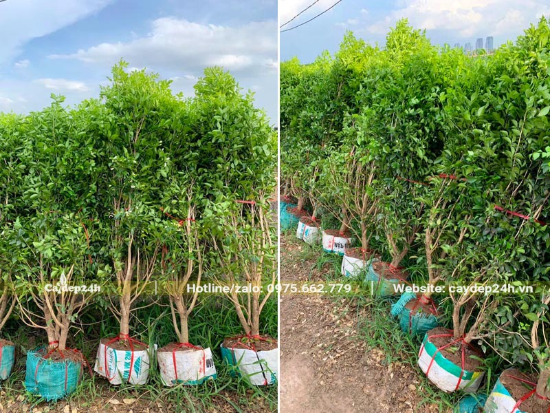 Hơn 20 cây Nguyệt Quế mới bứng bầu