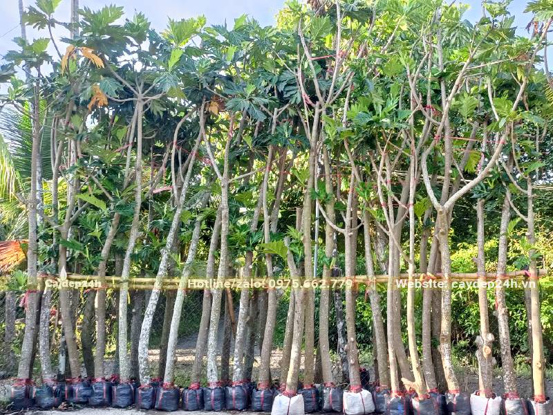 Một hàng cây Sa Kê đường kính gốc gần 10cm, bọc sẵn bầu