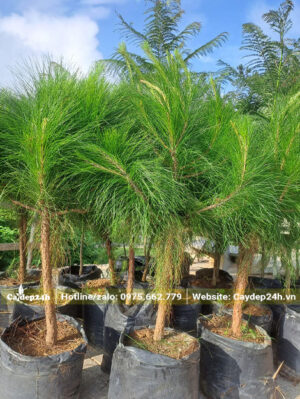 Số lượng lớn cây Thông Caribe giống vẫn còn nguyên trong bầu