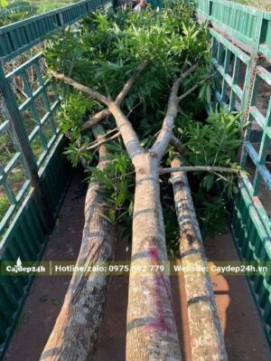 3 cây Xoài đk thân 25cm xếp trên xe rơ-mooc
