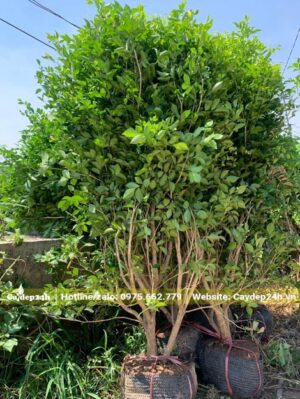 Cây lâu năm, cao 1.5m với đường kính gốc khoảng 4 - 5cm