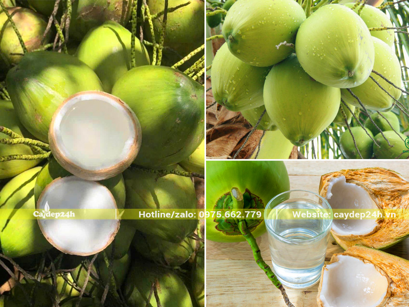 Quả và nước của cây dừa xiêm xanh