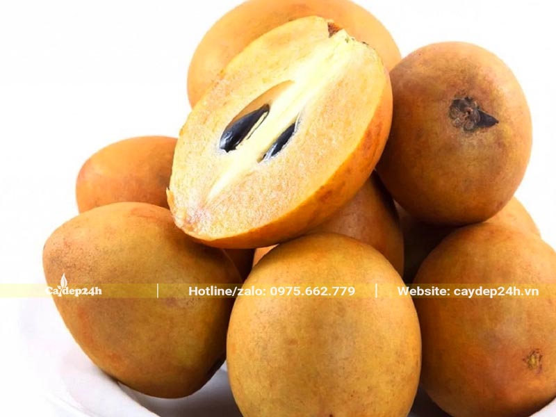 Hình thái bên ngoài và bên trong quả Hồng Xiêm Xoài