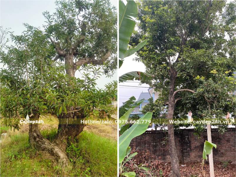 Những gốc Hồng Xiêm cổ thụ trồng trong vườn nhà để lấy trái và bóng mát