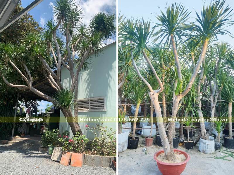 Trồng Phát Tài Núi trong bồn đất và chậu cảnh để trang trí sân vườn
