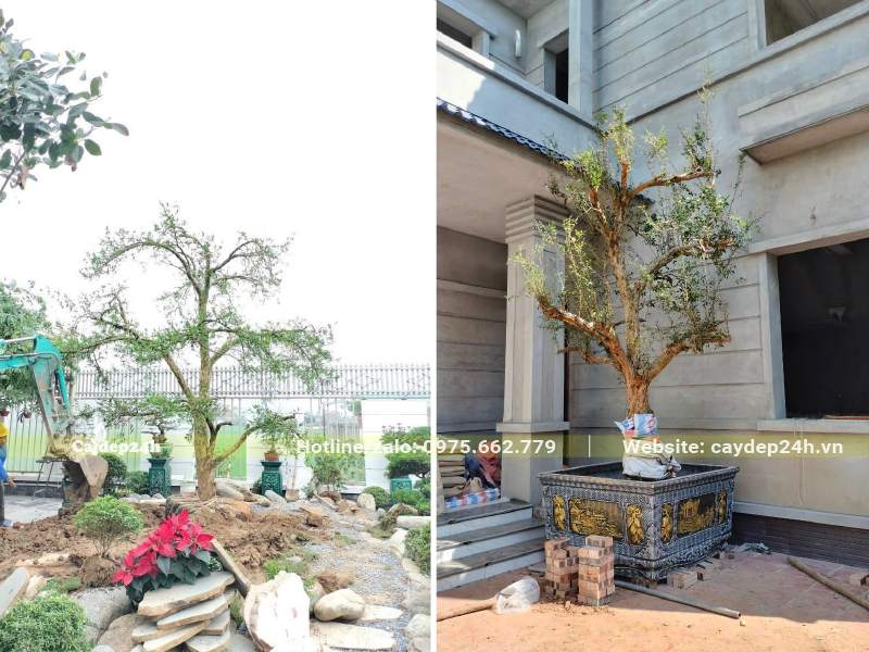 Trồng cây Lựu cổ thụ trong chậu đá to, trang trí góc sân biệt thự