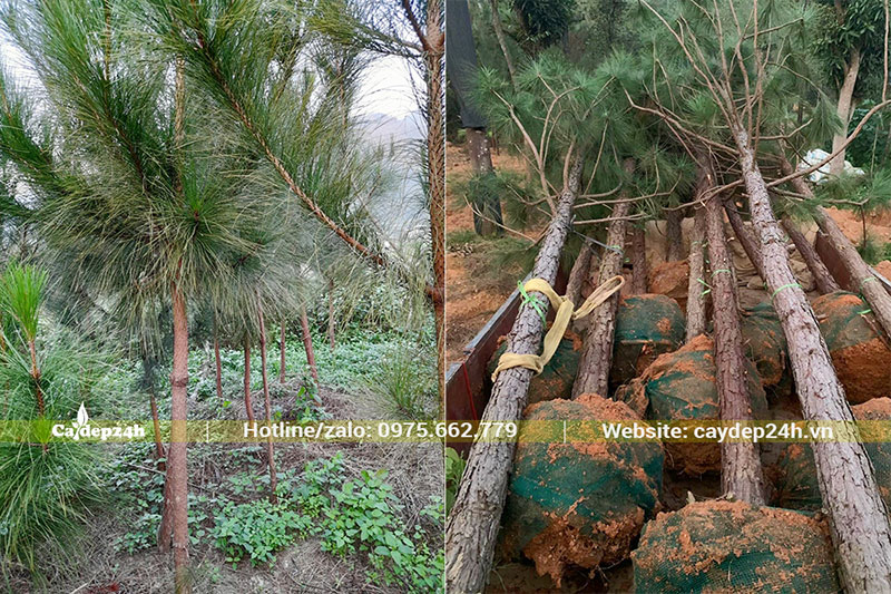 Thông caribe trồng lâu năm, đk gốc 7 - 10cm