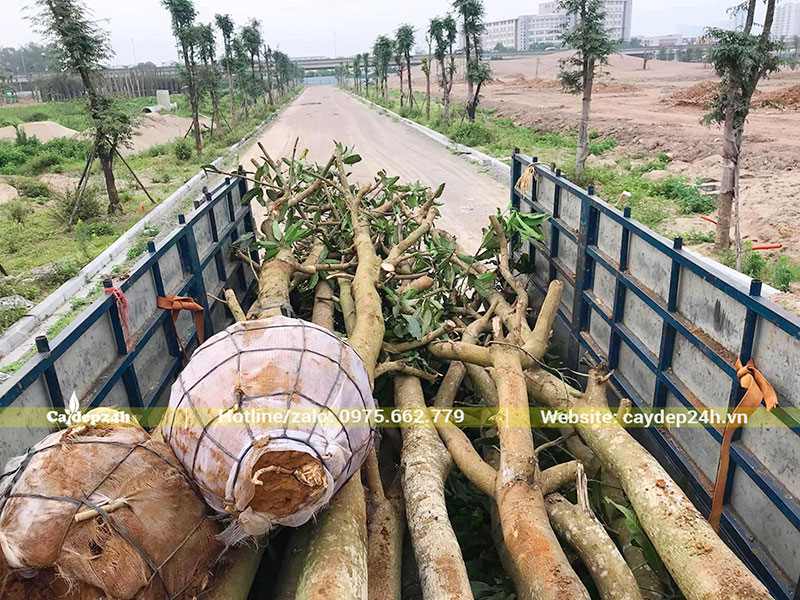 Hơn 20 cây Xoài gốc lớn đang chuyển đến hố trồng