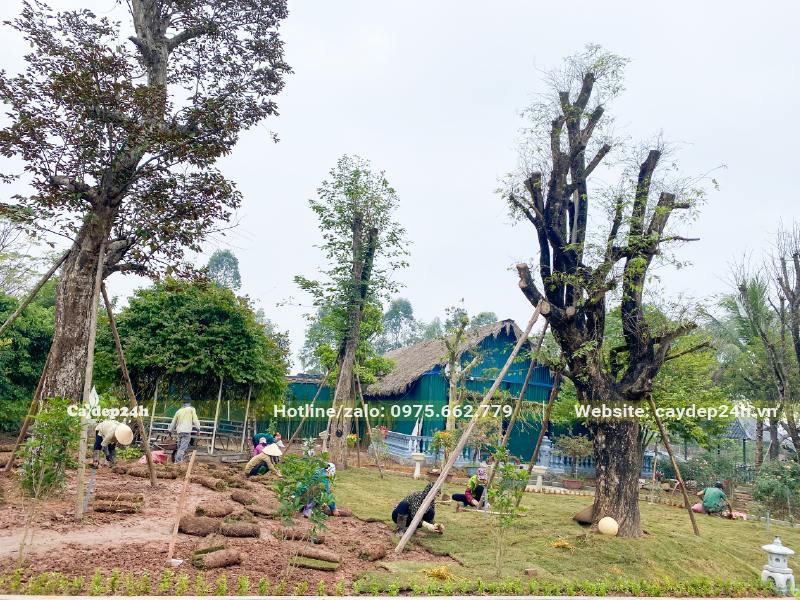 Trồng cỏ Nhung Nhật và cây cổ thụ cho khu sinh thái