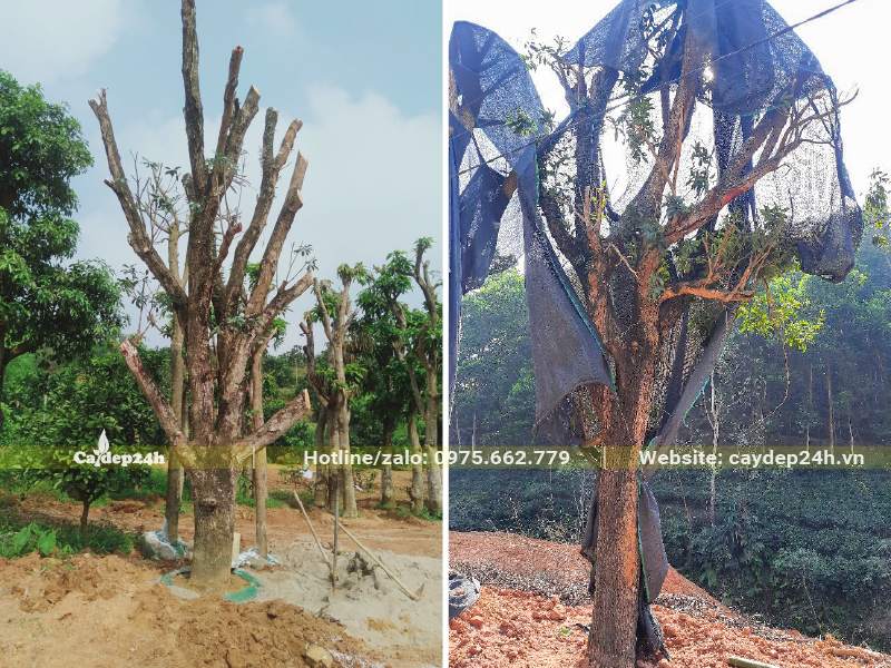 Dâm ủ hai cây Hồng Xiêm kích thước khủng, đã tỉa bỏ hết các tay cành nhỏ