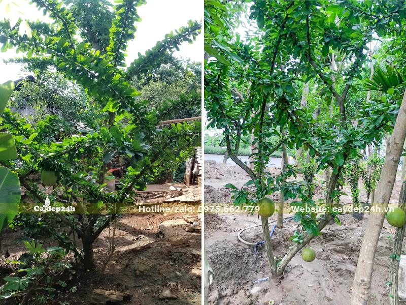 Cây mới thay lá nhìn cực kỳ đẹp