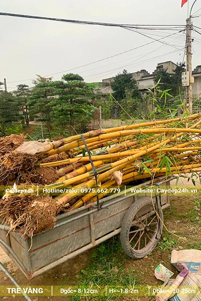 Tre Vàng sọc xanh đánh thẳng, cao 2.5 - 3m