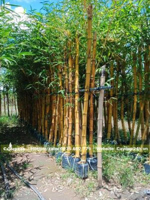 Tre Vàng đẹp, thân thẳng, màu vàng rực