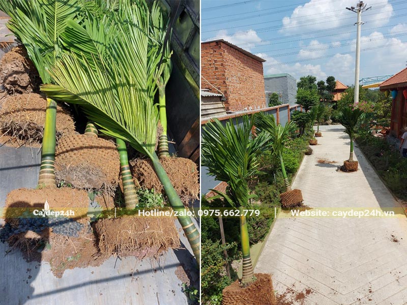 Thi công trồng cây Cau Lùn cho nhà thờ họ