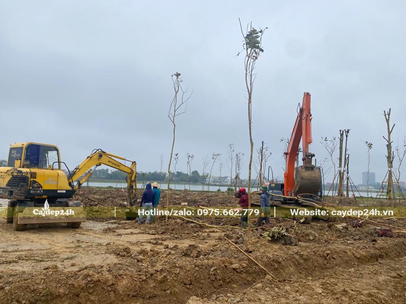 Dùng máy xúc để đào hố trồng cây công trình