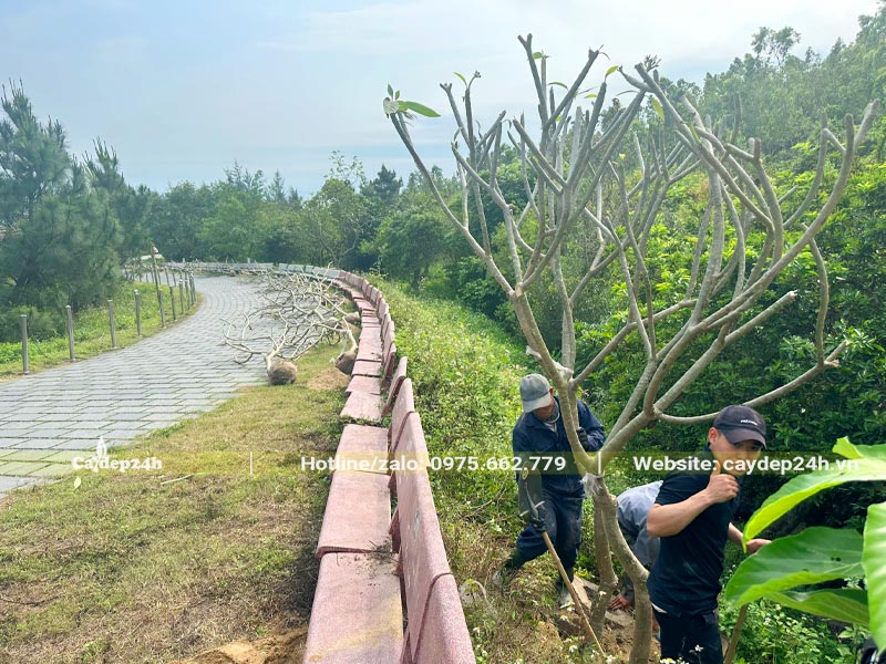 Trồng cây hoa Đại dọc theo lối đi trong khuôn viên khu mộ Đại tướng Võ Nguyên Giáp