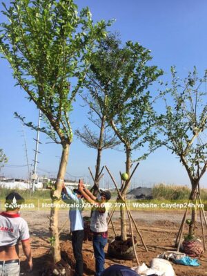 Đào Tiên dâm ủ bầu nổi chiều cao khoảng 5m