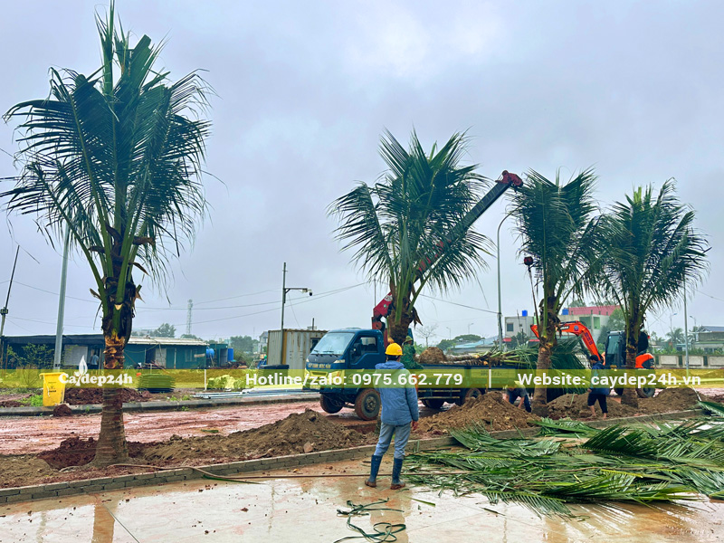 Hạ thổ trồng cây dừa công trình thành hàng dài quanh khuôn viên nhà máy tại Thanh Hóa