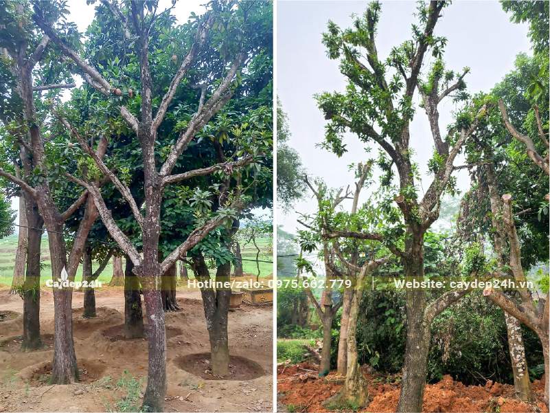 Dâm ủ số lượng lớn cây Hồng Xiêm lâu năm, đường kính gốc 20 - 30cm