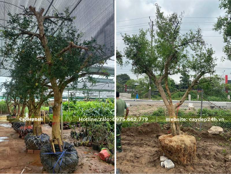 Có sẵn số lượng lớn cây Lựu trưởng thành, đườn kính bàu 50 - 60cm