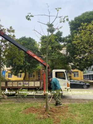 Công nhân đang tiến hành lấp hố sau khi trồng cây Mỹ Nhân